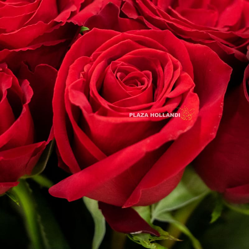 9.2 Close up of red rose