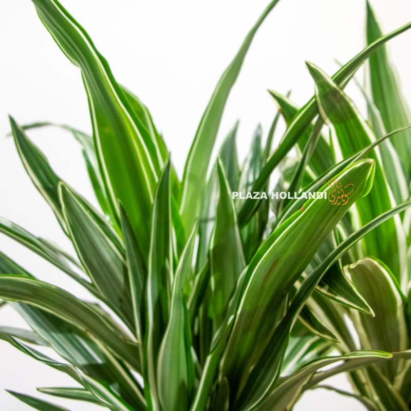 1.2 dracaena plant