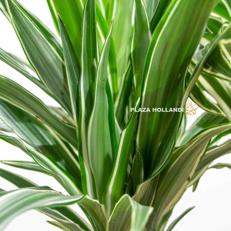 1.4 dracaena plant