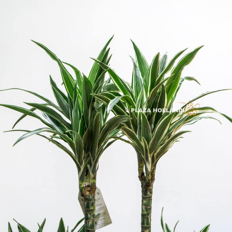 1.5 dracaena plant