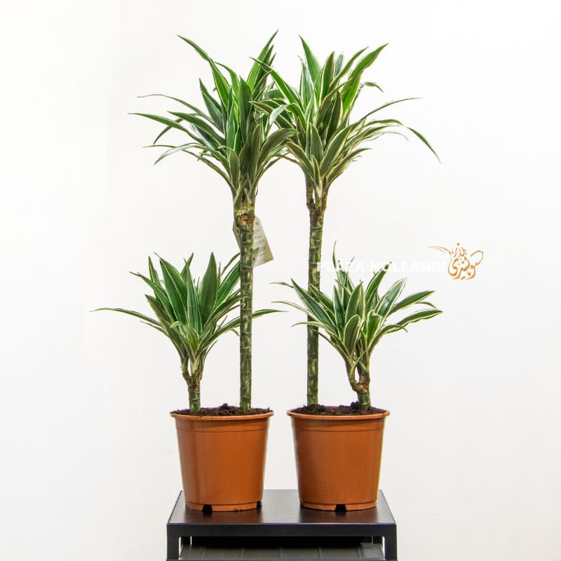 1 Dracaena Lemon lime plant