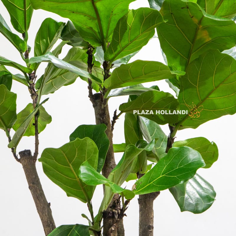 11.2 Fiddle leaf fig plant leaves