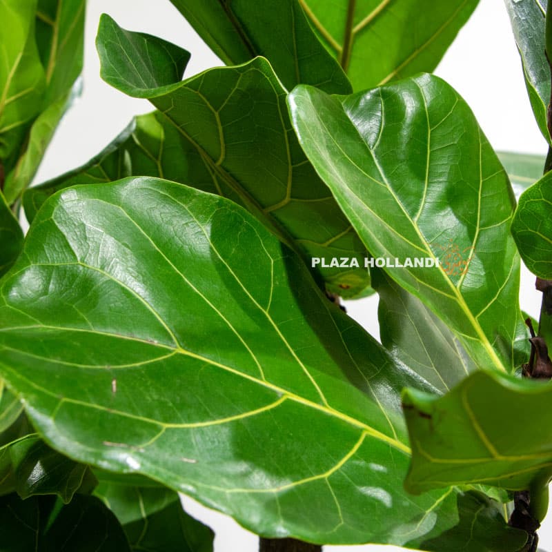 11.3 Fiddle leaf fig plant leaf