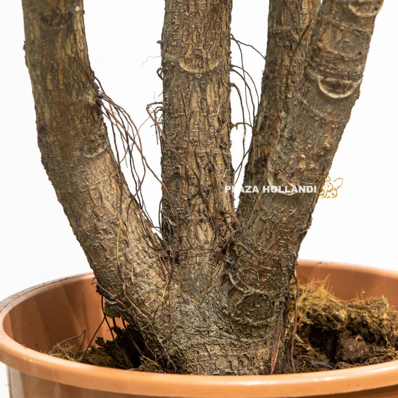 11.4 Fiddle leaf fig plant trunk
