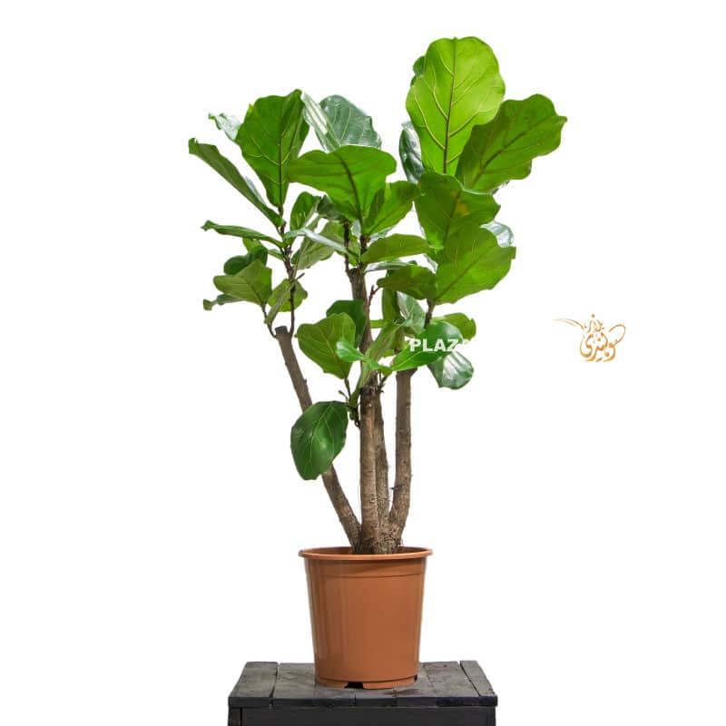 11 Fiddle leaf fig plant