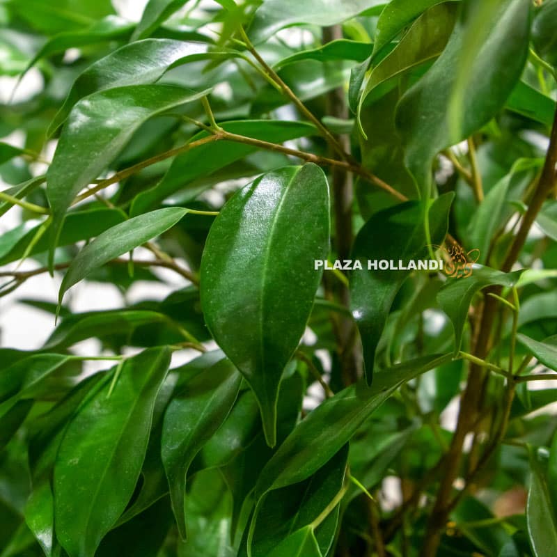 2.2 Ficus Benjamina Plants
