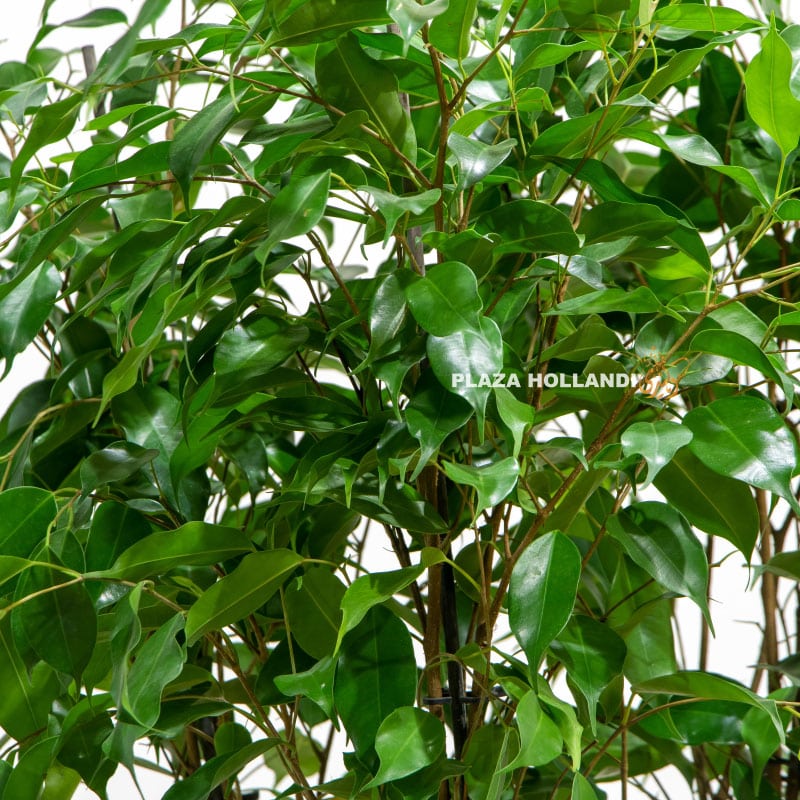 2.3 Ficus Benjamina leaves