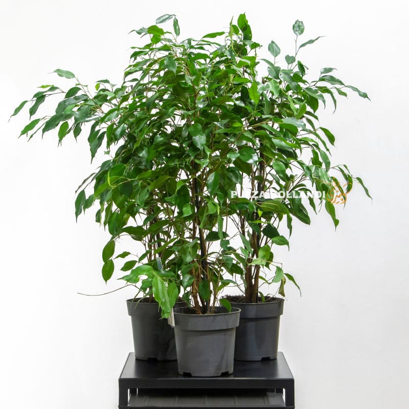 2 Ficus Benjamina Plants