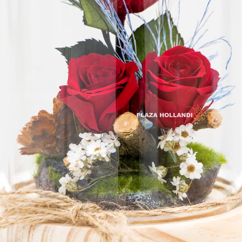 2 Preserved roses in glass dome
