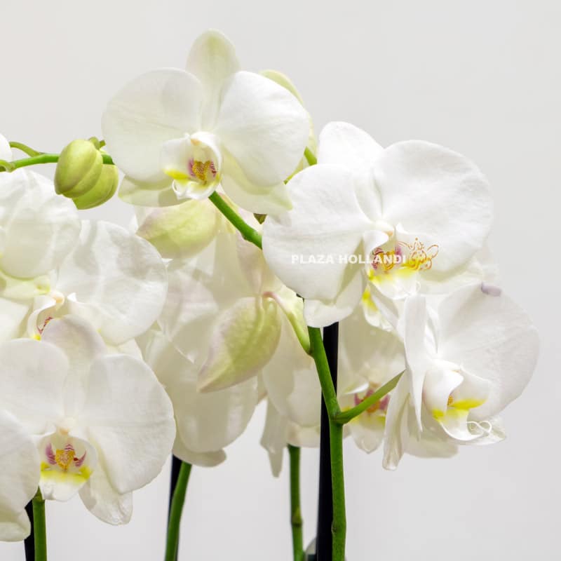 3.2 white phalaenopsis close up