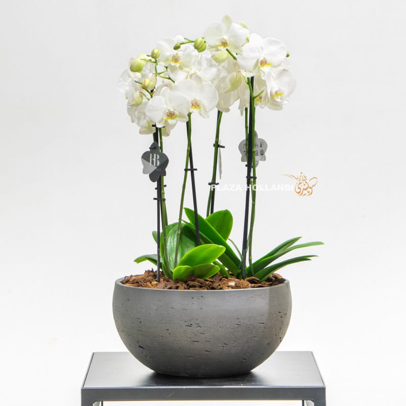 3 White phalaenopsis orchids in a grey pot
