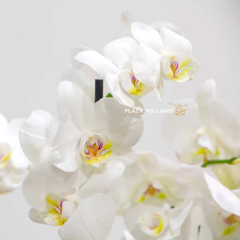 5.2 white phalaenopsis close up
