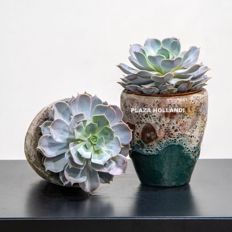13.2 succulent plants