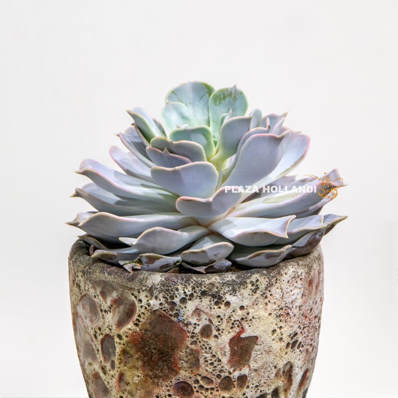 13.3 Close up of succulent plants