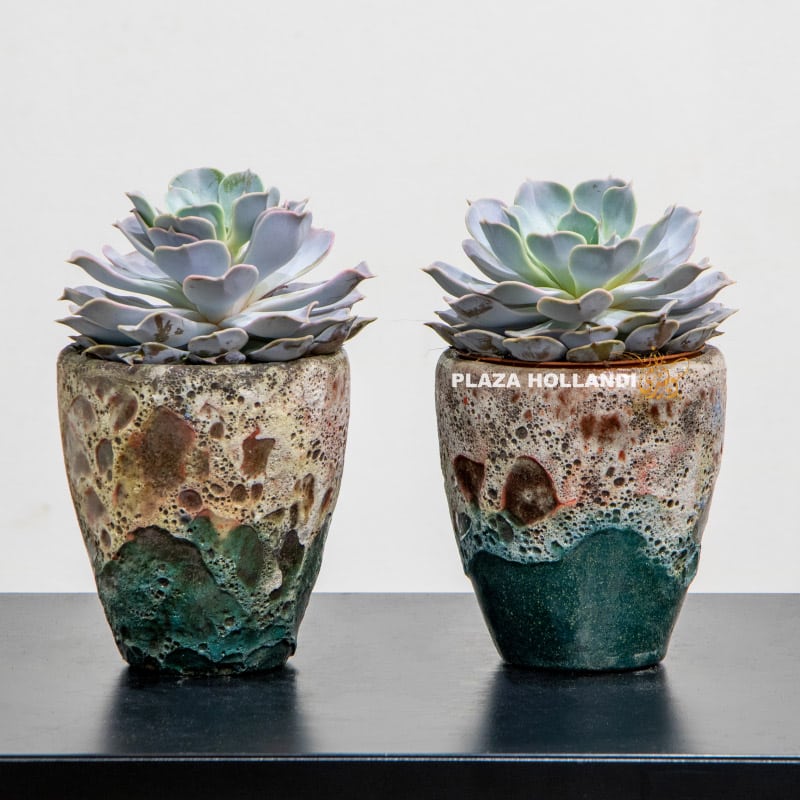 13 two succulent plants