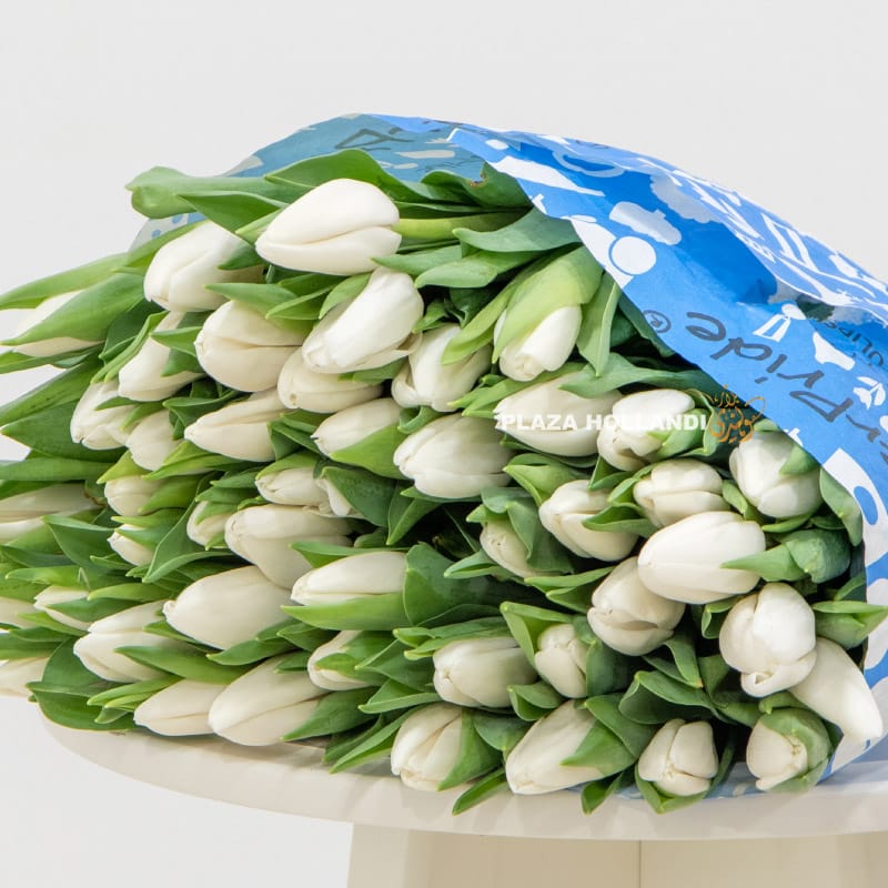 3 50 stems of white tulips