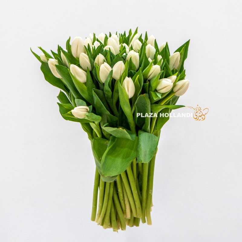 3.2 50 stems of white tulips