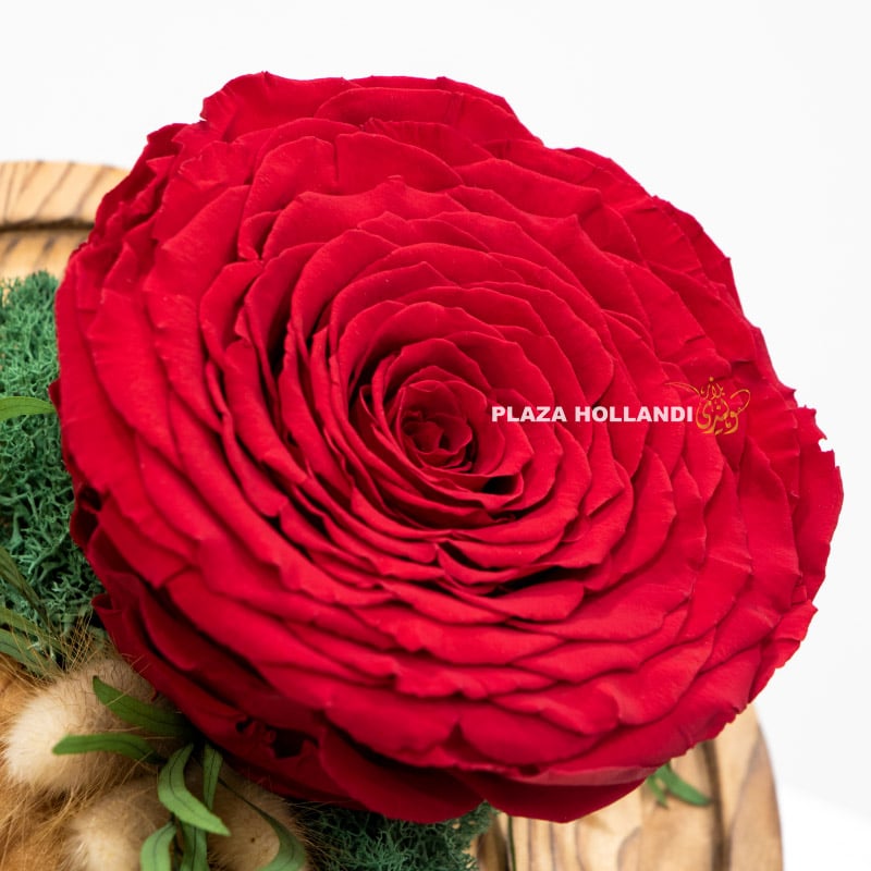 5.3 Large red preserved rose in a cloche