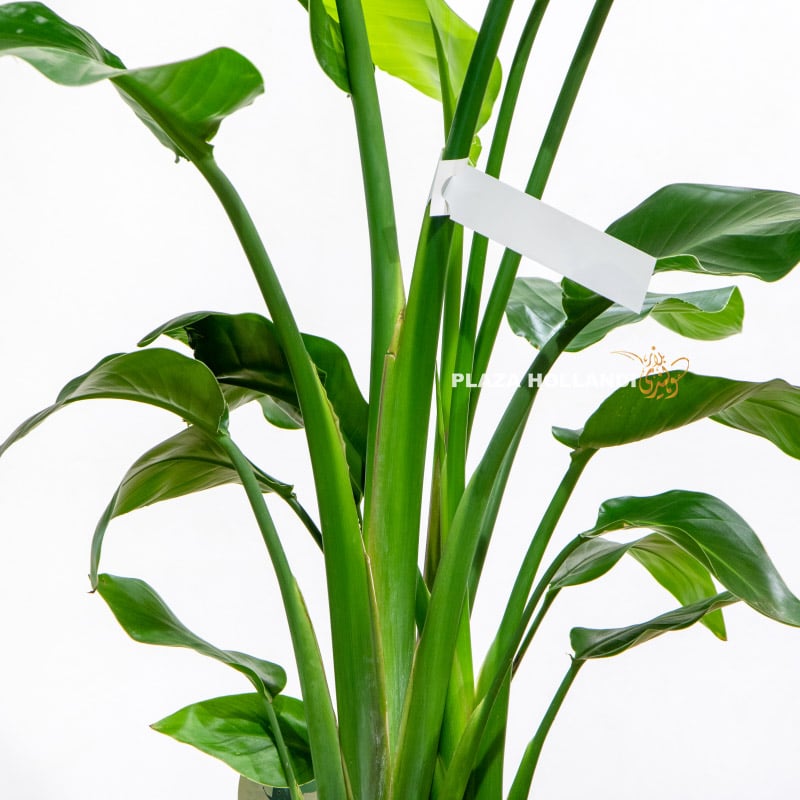 6.2 Close up of strelitzia