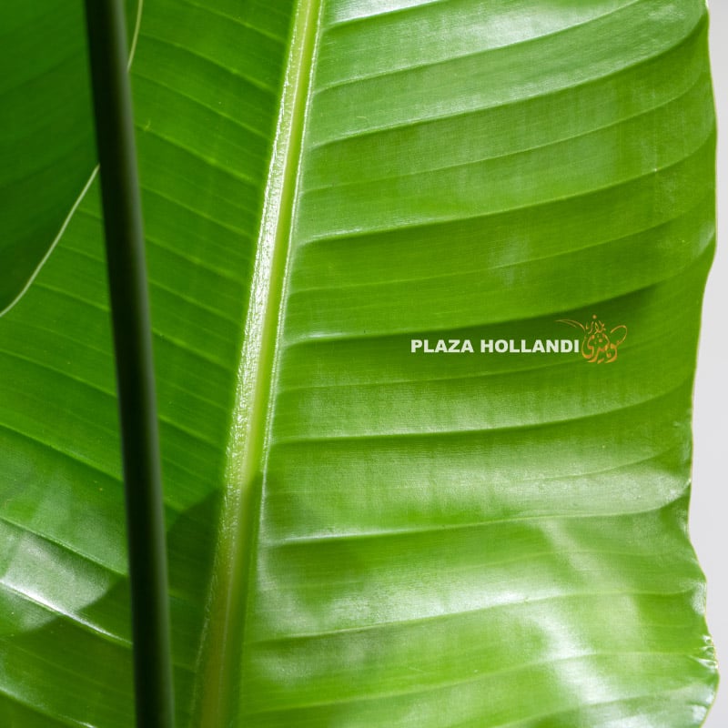 6.3 Close up of strelitzia leaf