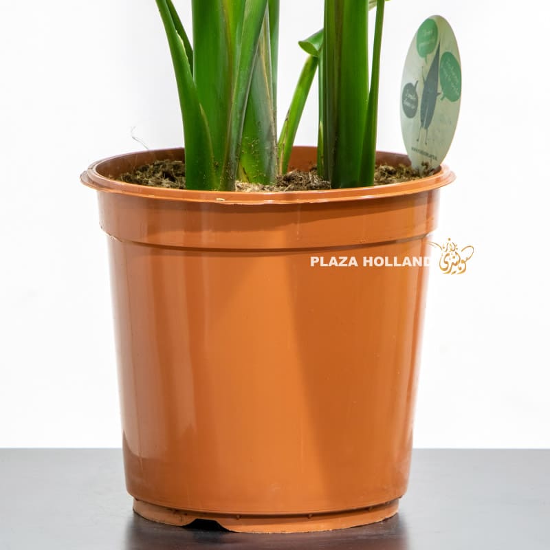6.4 Close up of pot