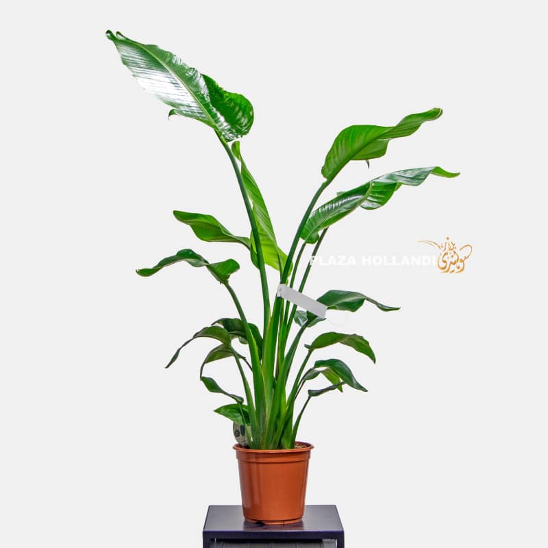 6 Strelitzia plant