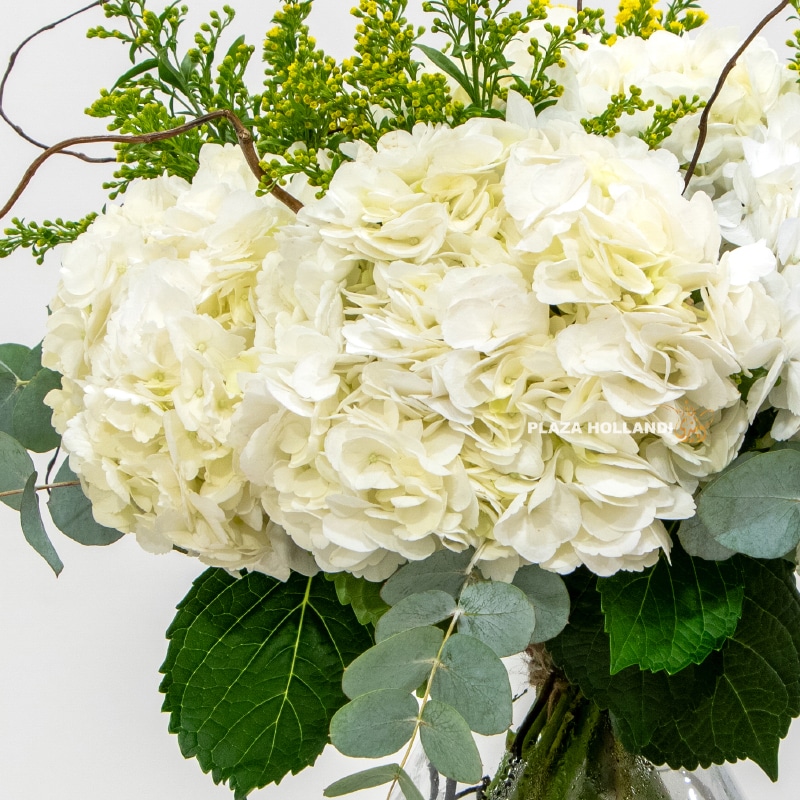 Dhabya Flower Bouquet Plaza Hollandi